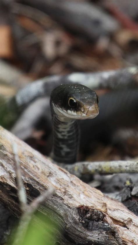 Black Garden Snake Poisonous | Fasci Garden