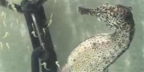 Video captures seahorse giving birth - Business Insider