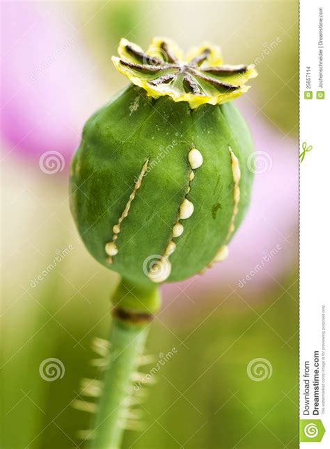 Poppy with milk stock photo. Image of floral, flora, fruit - 25657114