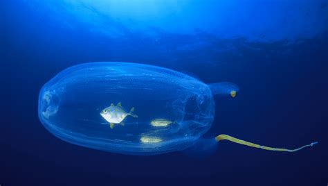 Fish Inside Salps: How Living Jelly Tubes Protect Juveniles At Sea | IFLScience