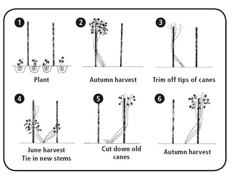 How To Tie Up Raspberry Bushes – Raspberry