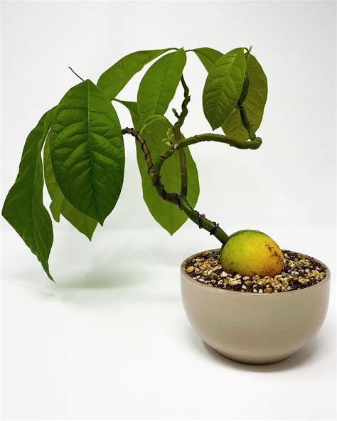 DIY avocado bonsai tree | Piante