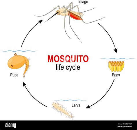 mosquito life cycle. four stages: Egg, Larva, Pupa and adult insect. Vector diagram for ...