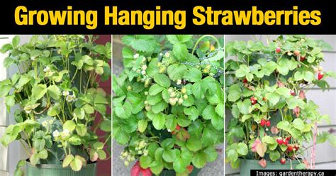 Growing Strawberries in Hanging Containers - Grow Bags