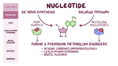 Pyrimidine Nucleotide Structure