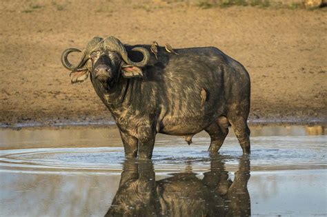 Water Buffalo Symbolism - Spirit Animal Totems