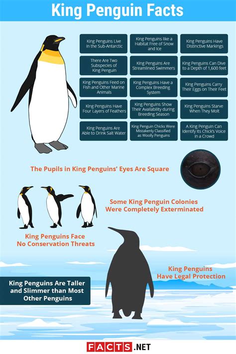 Top 20 King Penguin Facts - Habitat, Diet, Breeding & More - Facts.net