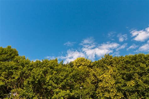 HD wallpaper: poland, gdynia, blue sky, green trees, background, wallpaper | Wallpaper Flare