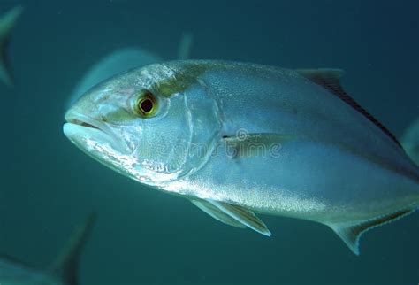 Greater Amberjack stock photo. Image of tropical, school - 23763890