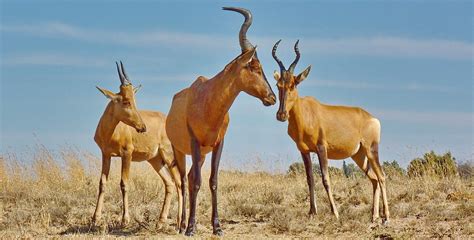 Red Hartebeest Antelope - Free photo on Pixabay - Pixabay