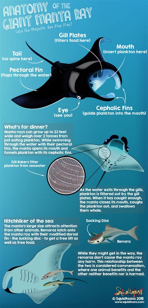 Stingray Anatomy Diagram