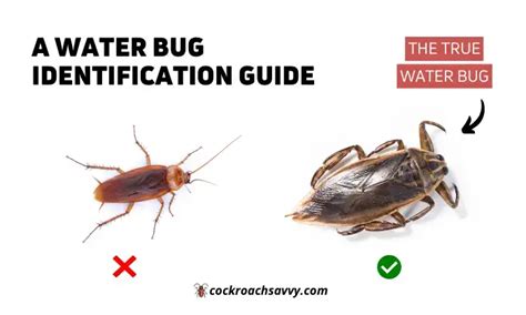 A Water Bug Identification Guide (Explained with Pictures)