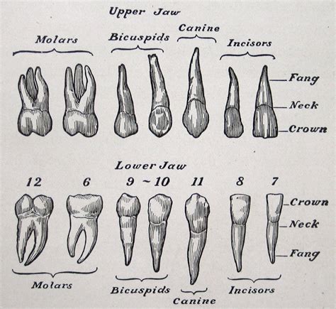 teeth, vintage anatomical illustration, from The Human Body & Health, 1910 (via cori kindred on ...