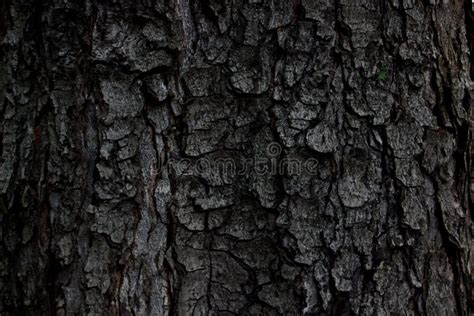 Dark bark of a tree stock photo. Image of plank, pattern - 102507848