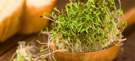 Alfalfa Benefits & Uses for Improved Health – Wizard