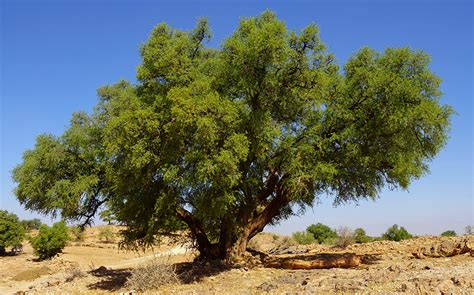 ARGAN TREE | Argane Aouzac