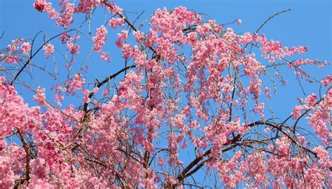 Pink Weeping Cherry Tree: How To Grow & Care for This Beauty - Rennie ...