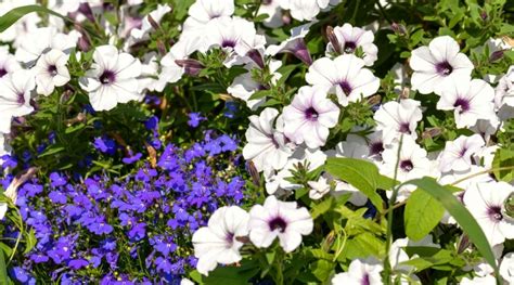 21 Companion Plants to Grow With Petunias This Season