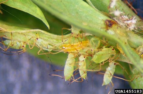 aphid predatory midge (Aphidoletes aphidimyza)