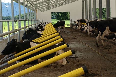 Cattle Barn Design Project: Cedarbrink Farm Chilliwack BC | Dairy barn ...