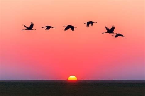 Free Photo | Pink sky sunset and flying birds