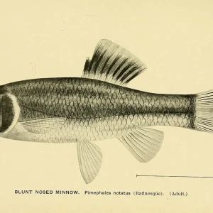 Bluntnose minnow - Facts, Diet, Habitat & Pictures on Animalia.bio