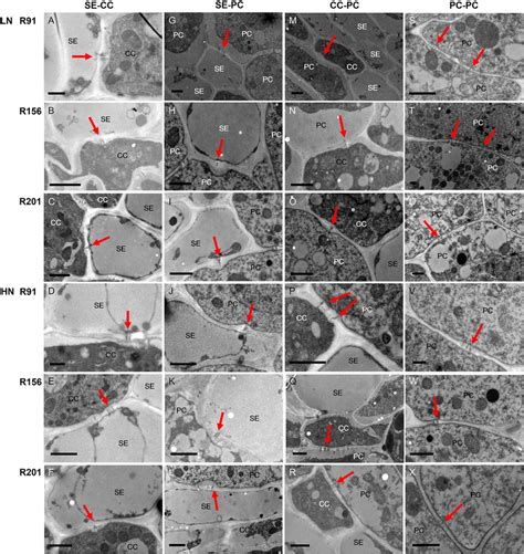 Plasmodesmata between different cells in the phloem unloading zone of ...