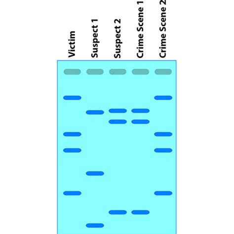 DNA Fingerprinting