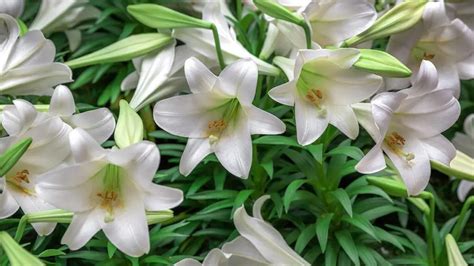 Easter Lily Care Tips | Planting Easter Lilies | Petal Talk