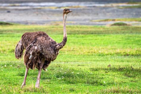 10 Most Dangerous Birds In The World - 10 Most Today