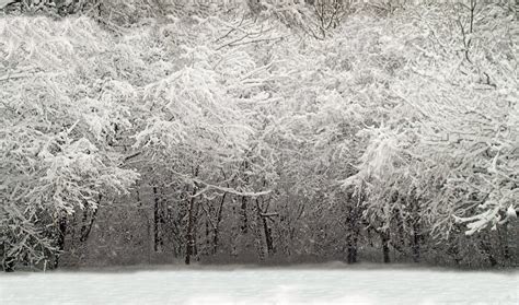 Winter Woods Scene Stock Photography - Image: 13174032