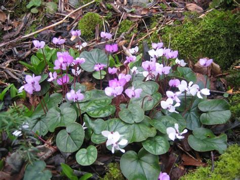 Cyclamen coum | North American Rock Garden Society