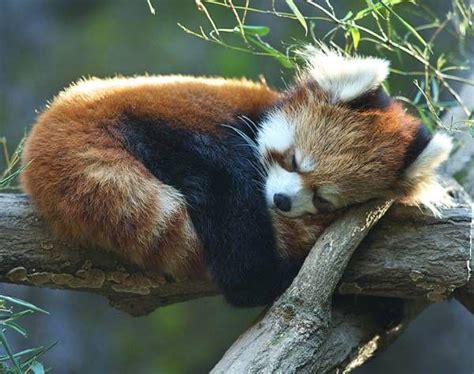 I hope you can appreciate this sleeping red panda as I do :) : r/redpandas