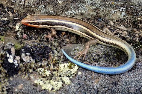 6 Popular Pet Skink Species: Types You Can Keep at Home (2023)