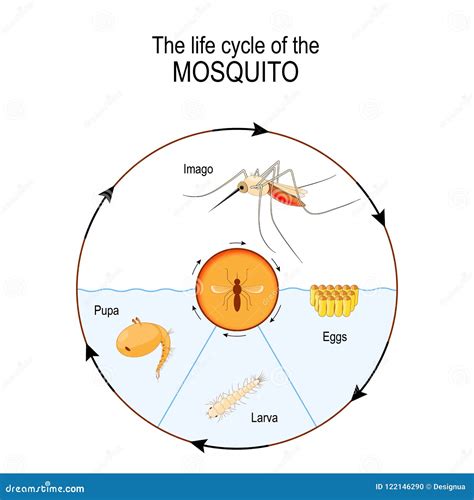 Anopheles Mosquito Eggs