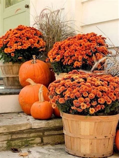 Mums And Pumpkins On The Porch Pictures, Photos, and Images for Facebook, Tumblr, Pinterest, and ...