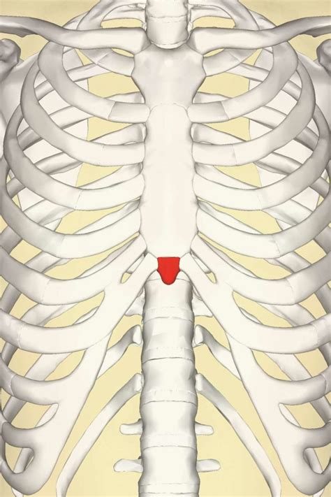 Xiphoid process: Pain, lump, and removal