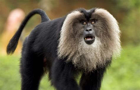 Lion-tailed Macaque | Animals Wiki | Fandom