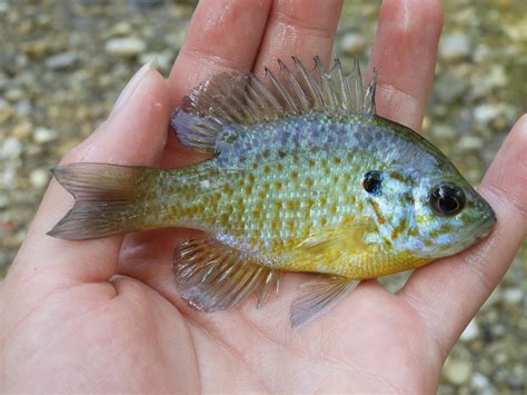 Maryland Biodiversity Project - Pumpkinseed x Bluegill Sunfish (Lepomis ...