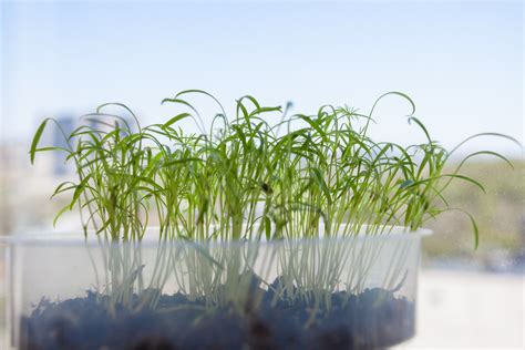 Growing Dill from Seeds, Seedlings, or Cuttings - Food Gardening Network