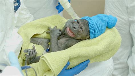 Meet a baby gorilla born via rare C-section - TODAY.com