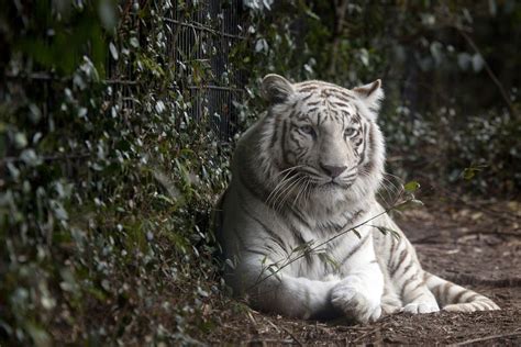 Free photo: White tiger - Animal, Carnivore, Cat - Free Download - Jooinn