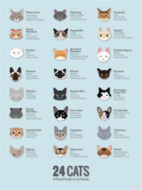 Cat Breed Poster - Cats Types