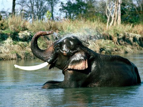 Indian Elephant | Animal Wildlife