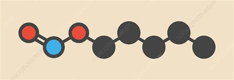 Amyl nitrite molecule - Stock Image - F012/5773 - Science Photo Library