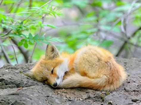 9 Cute Pictures Of Red Foxes