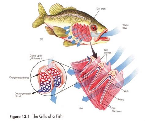 What Is The Function Of Fish Gills - fishjulllc