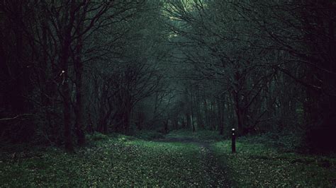 Dark Forest. [3840x2160] | Dark forest, Dark naturalism, Forest wallpaper