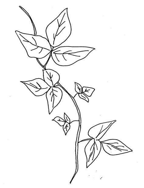 Ivy Plant Drawing at GetDrawings | Free download