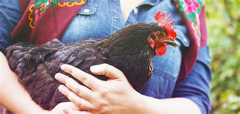 How To Take Care Of Chickens - What To Know Before You Start